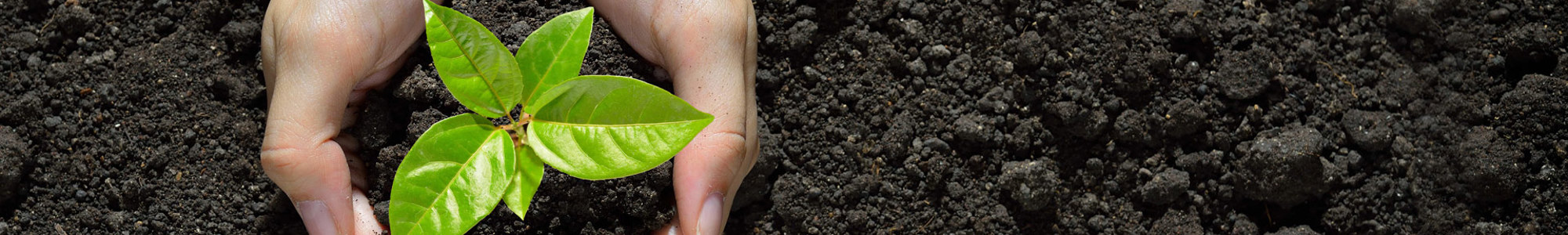 Hand Seeds 2 COMPRESS Istock 1126962479 Ny